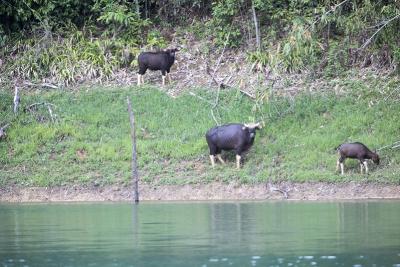 2D1N: Khaosok Lake -Wild life Safari